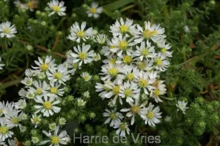 Aster ericoides prost. 'Snowflurry'