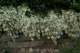 Aster ericoides prost. 'Snowflurry'