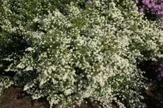 Aster ericoides 'Ulrike'