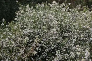 Aster ericoides 'Ulrike'