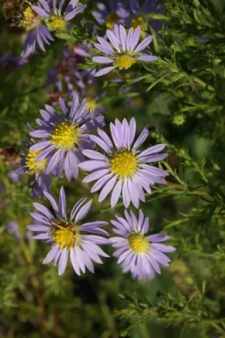 Aster ericoides 'Yvette Richardson'