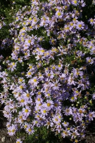 Aster ericoides 'Yvette Richardson'