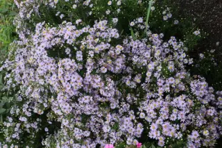 Aster ericoides 'Yvette Richardson'