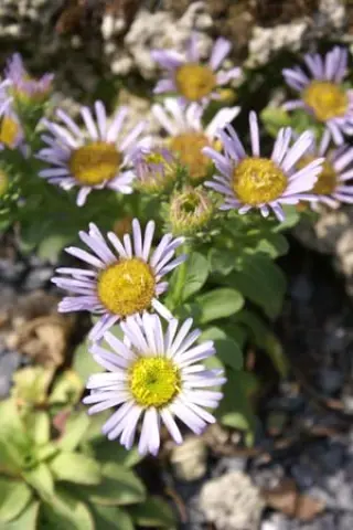 Aster flaccidus