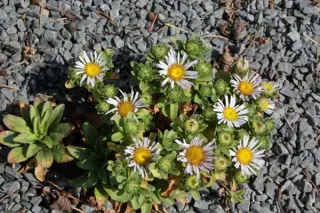 Aster flaccidus