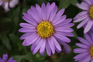 Aster x frikartii 'Flora's Delight'