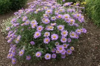 Aster x frikartii 'Flora's Delight'