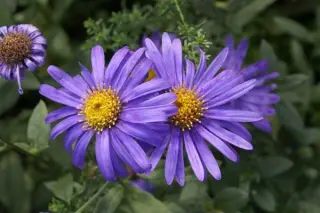 Aster x frikartii 'Jungfrau'