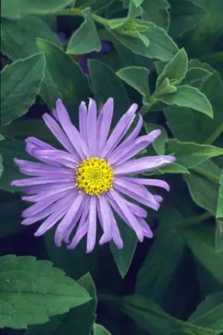 Aster x frikartii 'Mönch' (H. Dillon)