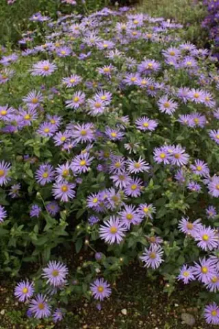 Aster x frikartii 'Mönch' (H. Dillon)