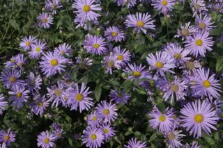 Aster x frikartii 'Mönch'