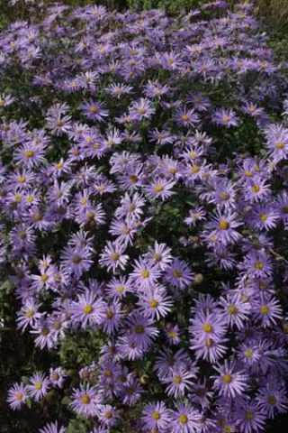 Aster x frikartii 'Mönch'