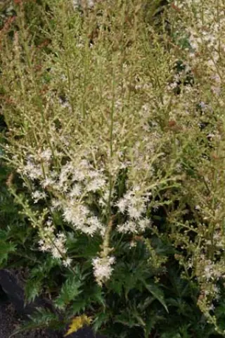 Astilbe glaberrima saxatilis