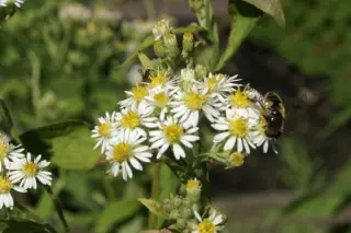 Aster glehnii 'Agleni'