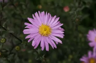 Aster 'Glow In The Dark'