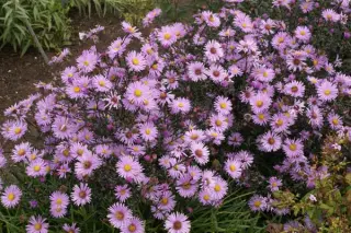Aster 'Glow In The Dark'