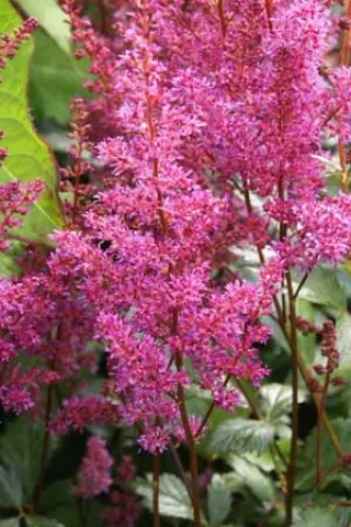 Astilbe japonica 'Elisabeth Van Veen'