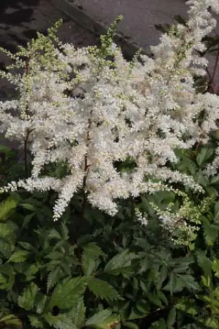 Astilbe japonica 'Ellie'