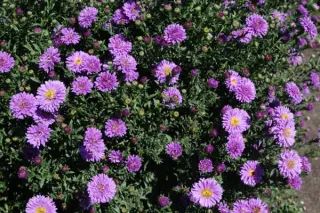 Aster 'Johan'