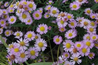 Aster 'Juliette'