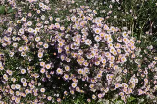 Aster 'Juliette'