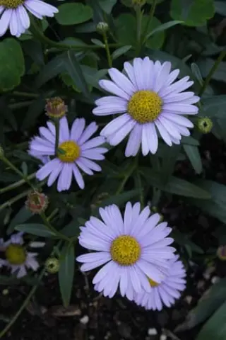 Aster koraiensis (syn. Miyamayomena kor.)