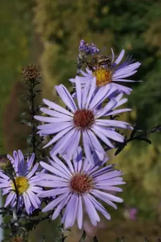 Aster laevis 'Arcturus'