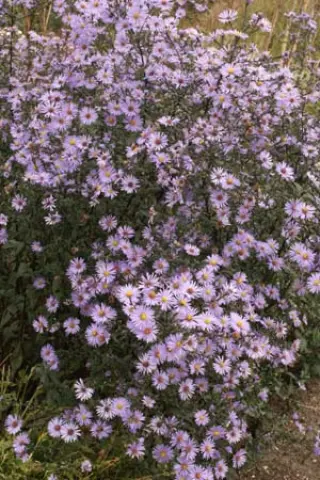 Aster laevis 'Arcturus'