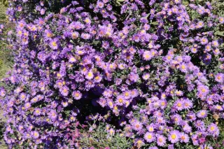 Aster laevis 'Bluebird' Select