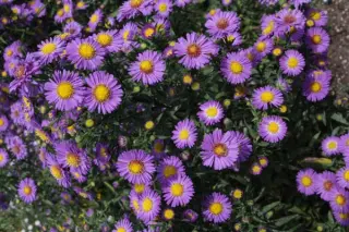 Aster laevis 'Bluebird' Select