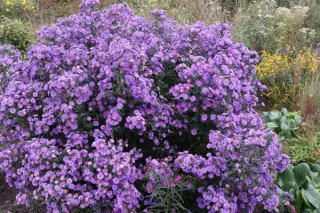 Aster laevis 'Bluebird' Select