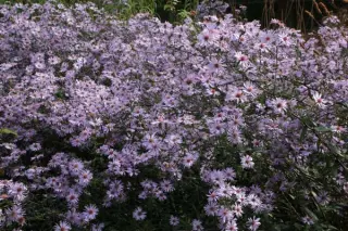 Aster laevis 'Calliope'