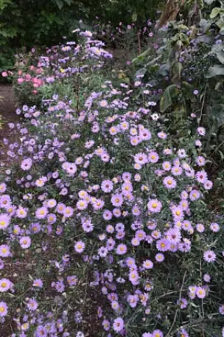 Aster laevis 'Nightshade'