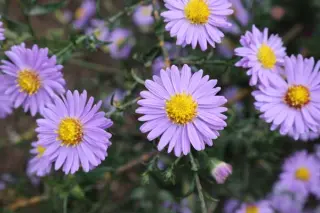 Aster laevis 'Nightshade'