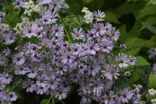 Aster laevis