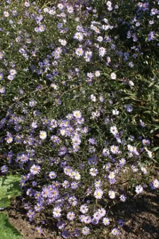 Aster laevis