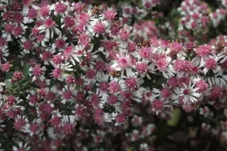 Aster lateriflorus 'Autumn Snow'
