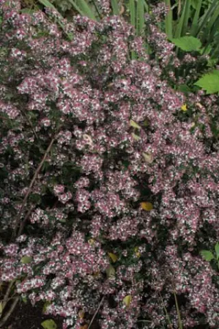 Aster lateriflorus 'Autumn Snow'