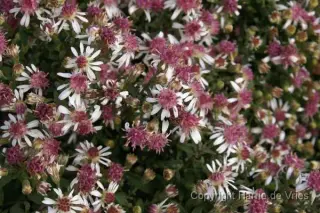 Aster lateriflorus 'Buck's Fizz'