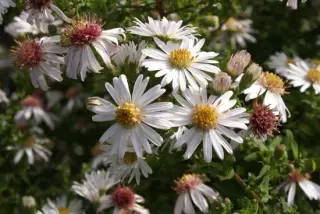 Aster lateriflorus 'Chloe'
