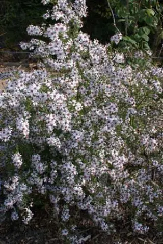Aster lateriflorus 'Chloe'