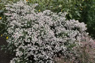 Aster lateriflorus 'Chloe'