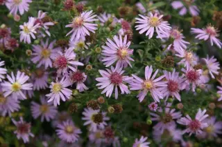 Aster lateriflorus 'Coombe Fishacre'