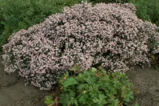 Aster lateriflorus 'Coombe Fishacre'