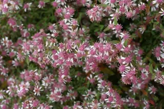 Aster lateriflorus 'Lady In Black'