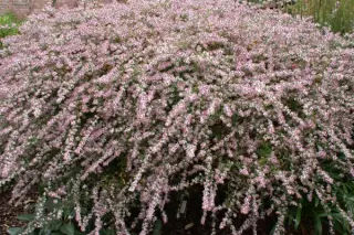 Aster lateriflorus 'Lady In Black'
