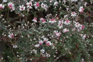 Aster lateriflorus 'Prince'