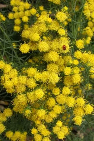 Aster linosyris 'Golden Dust'