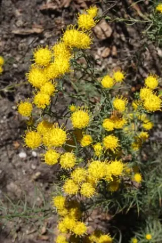 Aster linosyris 'Golden Dust'
