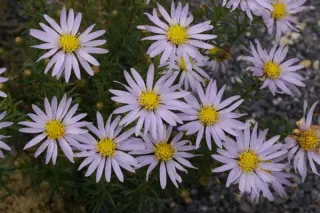 Aster linarifolius (Ionactis linarif.)